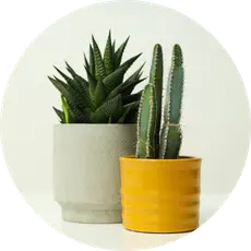 Planter Pots